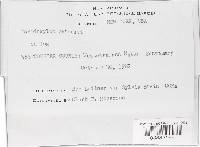 Camarops petersii image