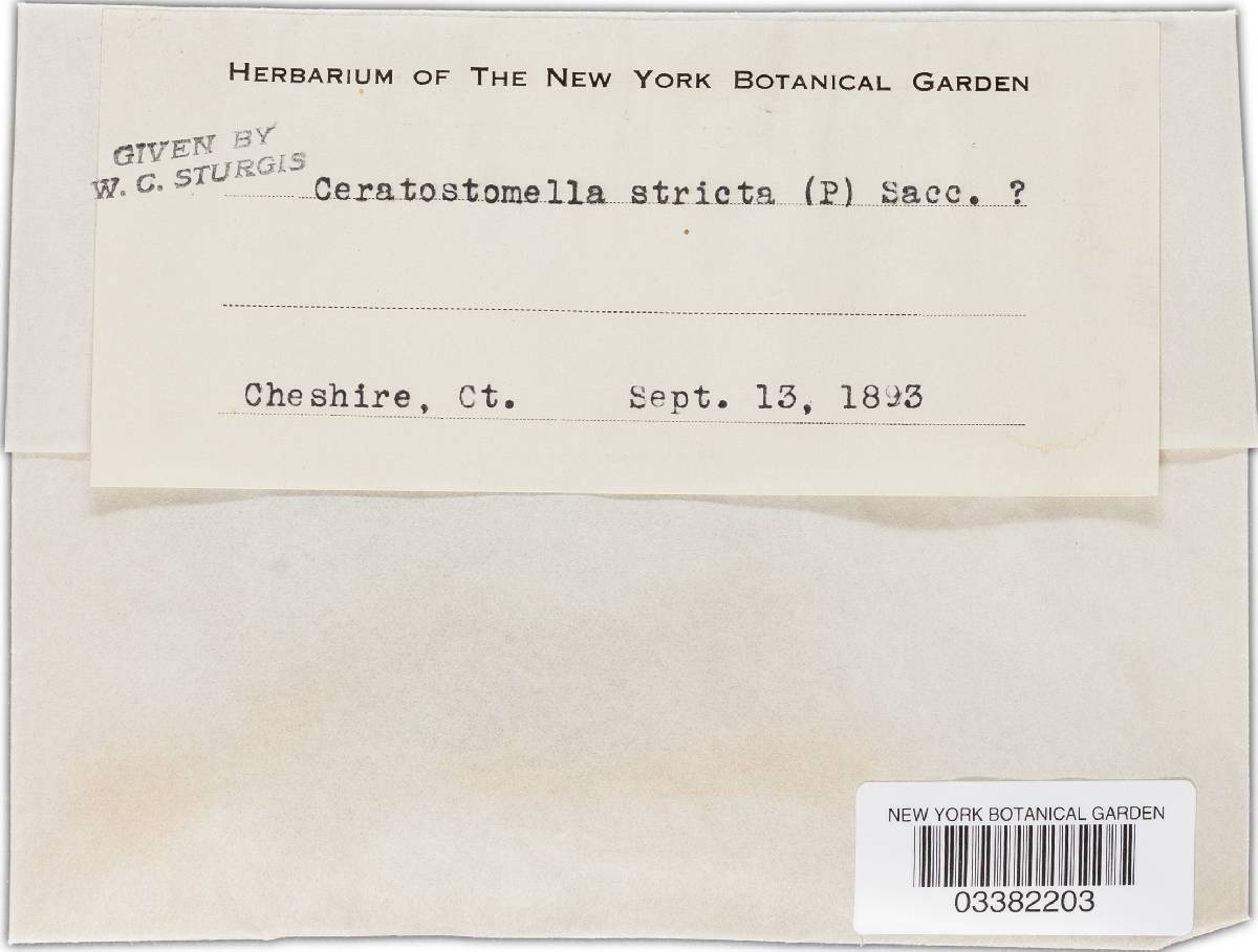 Ceratostomella stricta image
