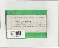 Diatrype stigma image