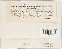 Image Associated With the Occurrence