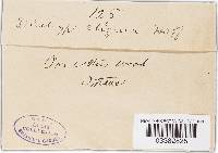 Diatrype stigma image