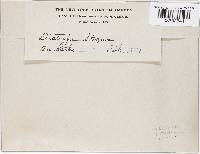 Diatrype stigma image