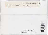 Diatrype stigma image