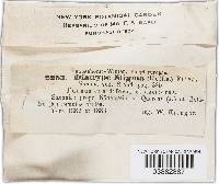 Diatrype stigma image