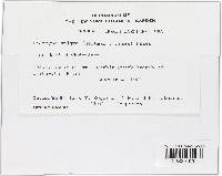 Diatrype stigma image