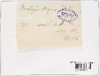 Diatrype stigma image