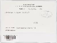 Diatrype stigma image