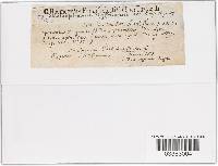 Diatrype stigma image