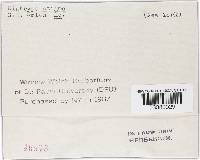 Diatrype stigma image