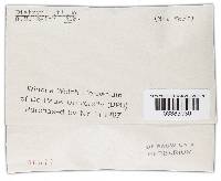 Diatrype stigma image