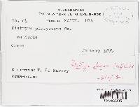 Diatrype stigma image