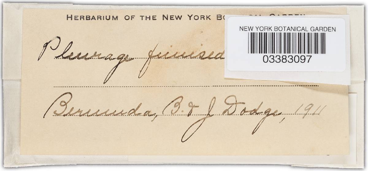 Podospora australis image