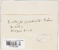 Image Associated With the Occurrence