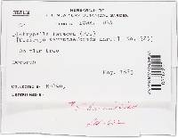 Diatrypella favacea image