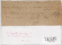 Diatrypella favacea image