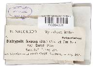 Diatrypella favacea image