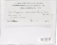 Diatrypella favacea image