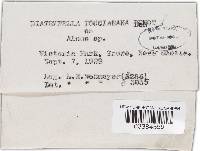 Diatrypella favacea image