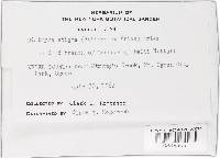 Diatrype stigma image