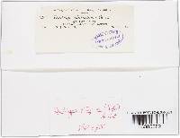 Diatrype stigma image