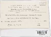 Stigmatula astragali image