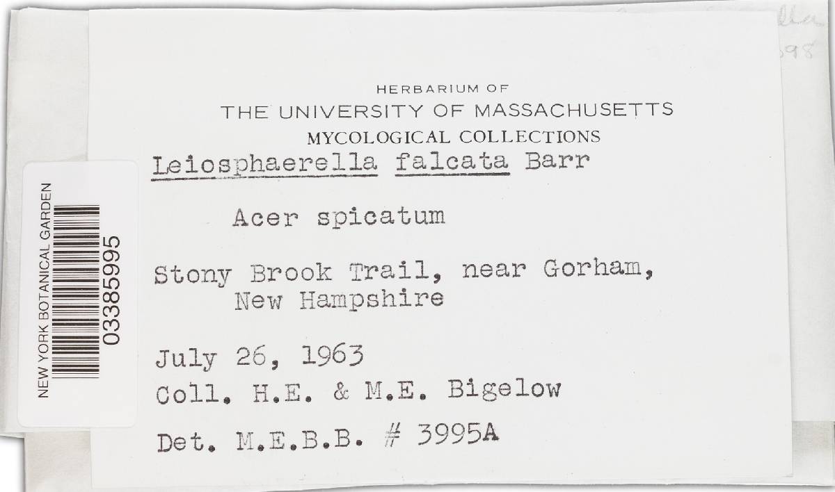 Leiosphaerella falcata image