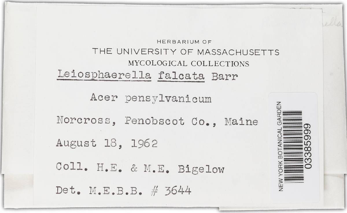 Leiosphaerella image