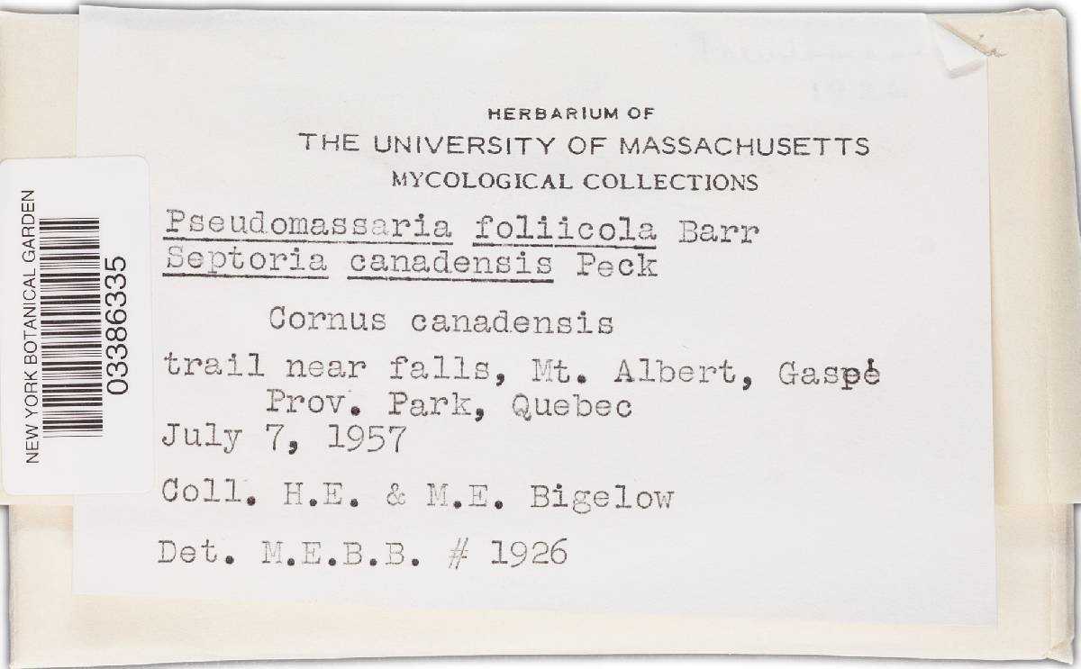 Pseudomassaria foliicola image