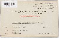 Glomerella cingulata image