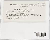 Phyllachora epicampis image