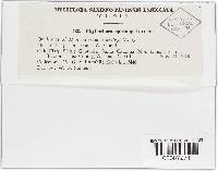 Phyllachora epicampis image