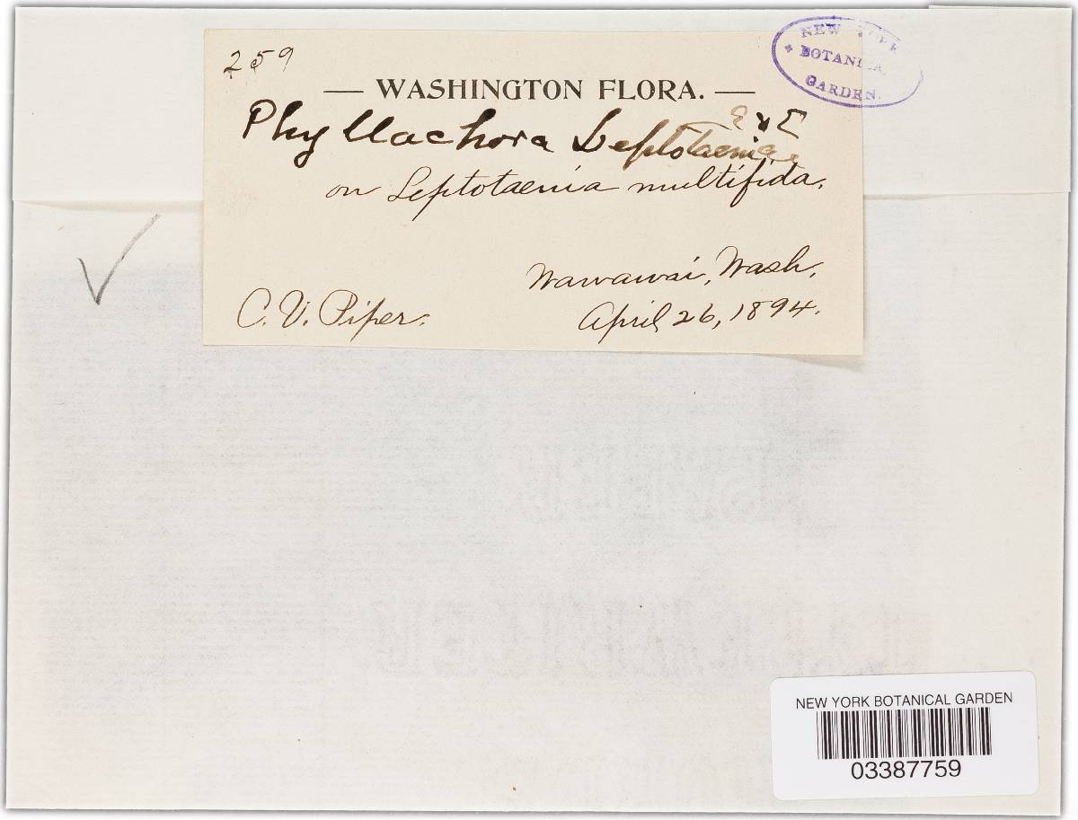 Phyllachora leptotaeniae image