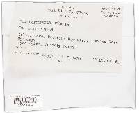 Cercophora solaris image