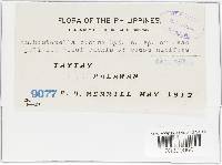 Anthostomella cocoina image