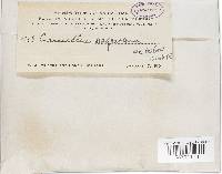 Camillea sagrana image