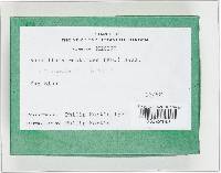 Rosellinia aquila image