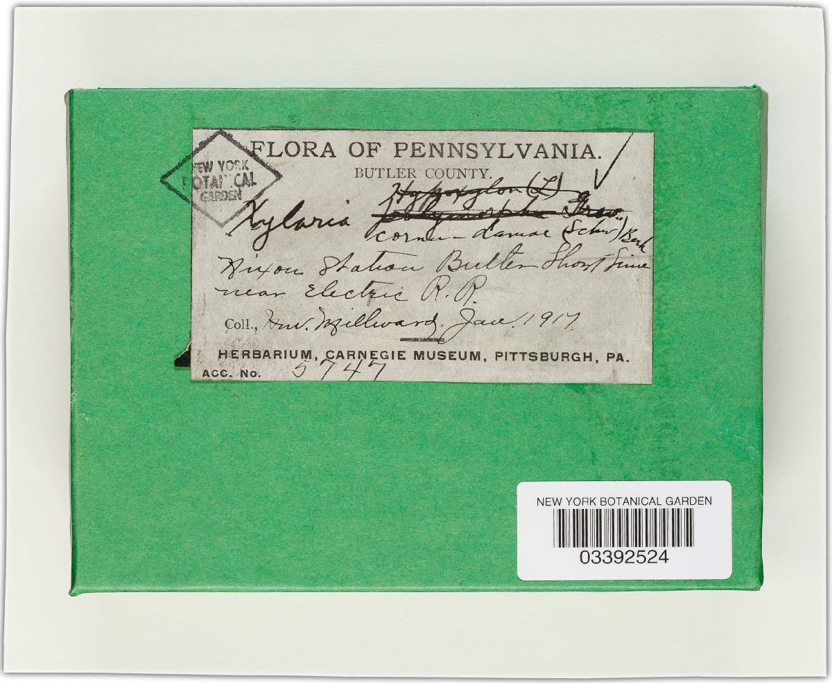 Xylaria cornu-damae image