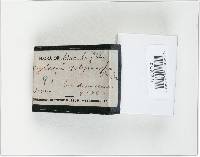 Xylaria polymorpha image