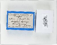 Xylaria polymorpha image