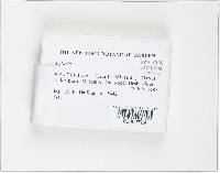 Xylaria schweinitzii image