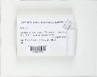 Xylaria schweinitzii image