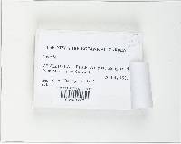 Media resource of Xylaria rhytidophloea