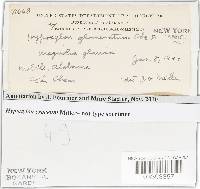 Hypoxylon croceum image