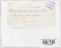 Hypoxylon fuscum image
