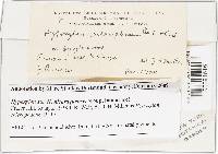 Thumbnail image of current specimen