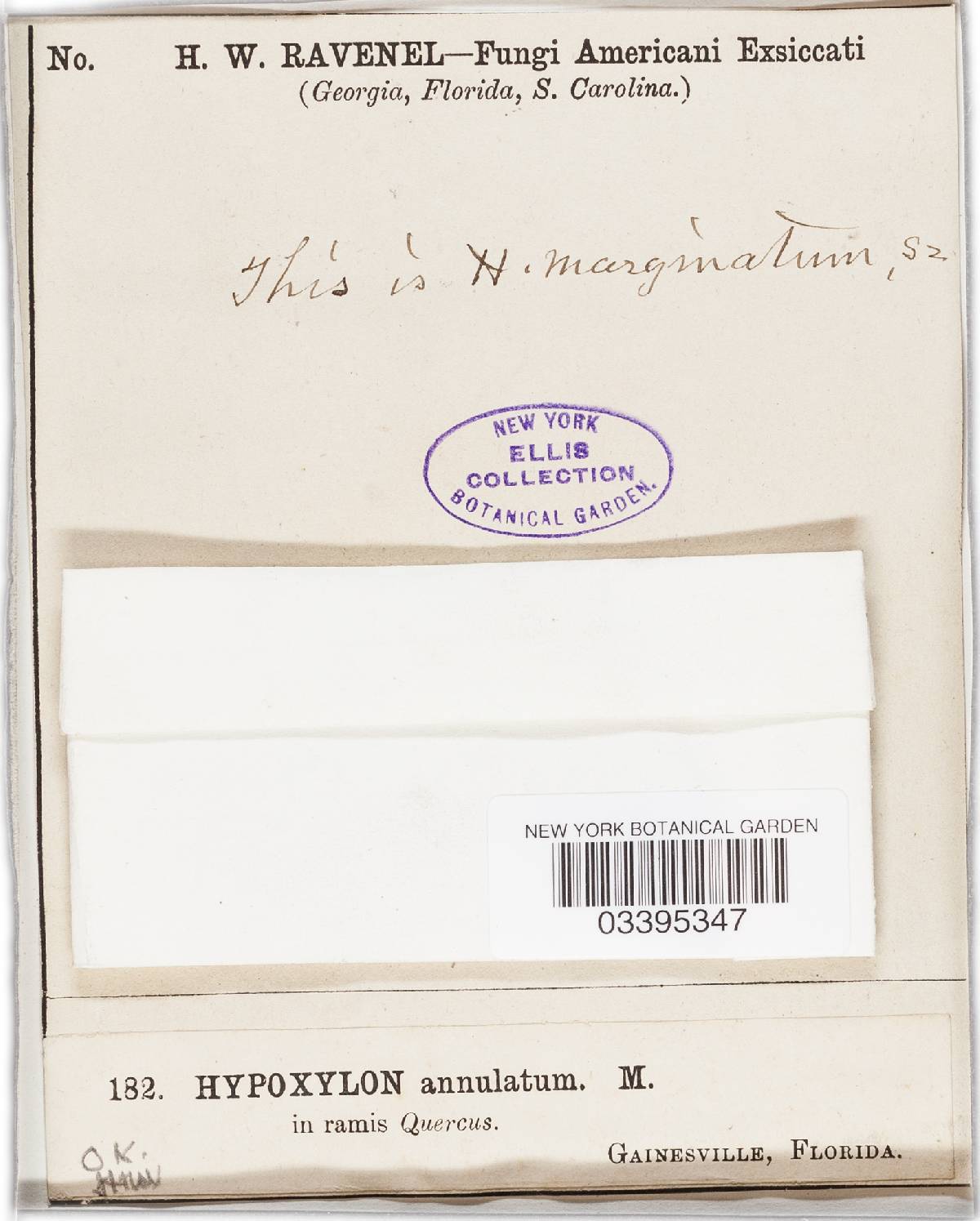 Annulohypoxylon truncatum image
