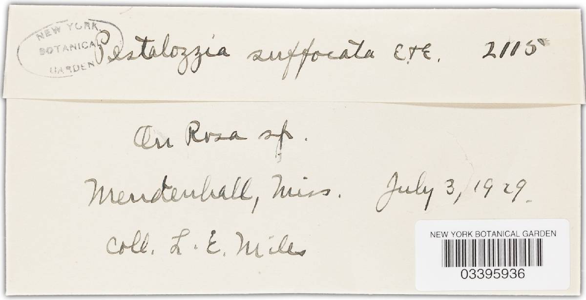 Pestalotia suffocata image