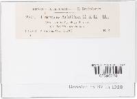 Uromyces aristidae image