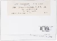 Uromyces aristidae image