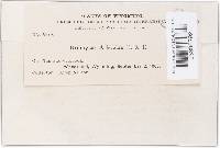 Uromyces aristidae image